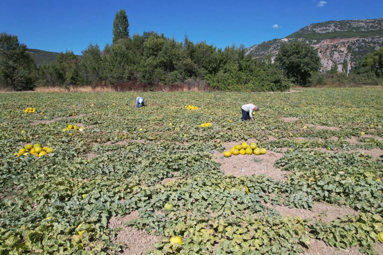 Menteşe’de Ata Tohumları ve Yayla Kavununda Hasat Zamanı 4